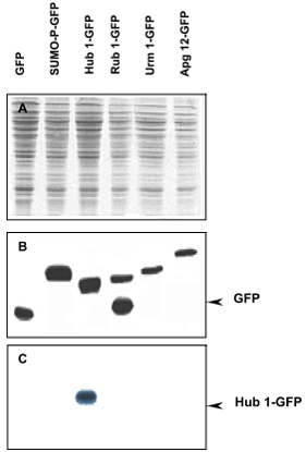 Western Blot (Recombinant protein)