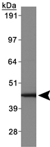 Western Blot (Transfected lysate)