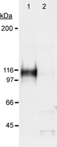 Western Blot (Cell lysate)