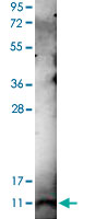 Western Blot (Recombinant protein)