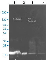 Western Blot (Recombinant protein)