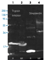 Western Blot (Recombinant protein)