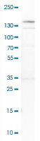 Western Blot (Cell lysate)