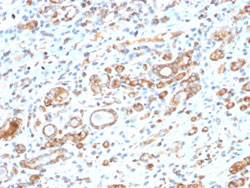 Immunohistochemistry (Formalin/PFA-fixed paraffin-embedded sections)