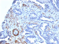 Immunohistochemistry (Formalin/PFA-fixed paraffin-embedded sections)