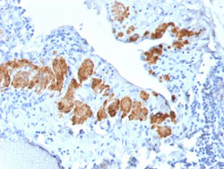 Immunohistochemistry (Formalin/PFA-fixed paraffin-embedded sections)