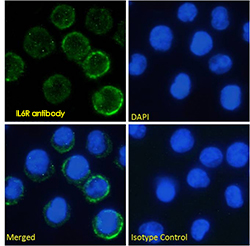 Immunofluorescence