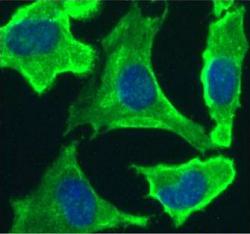 Immunofluorescence