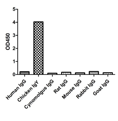 Enzyme-linked Immunoabsorbent Assay