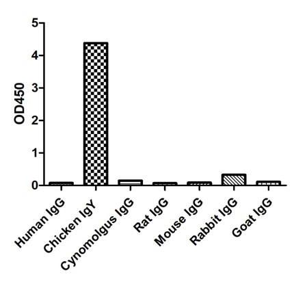 Enzyme-linked Immunoabsorbent Assay