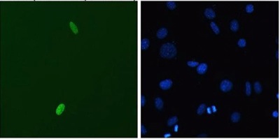 Immunofluorescence