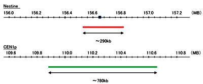 Hybridization position of the probes on the chromosome: