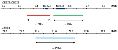 Hybridization position of the probes on the chromosome: