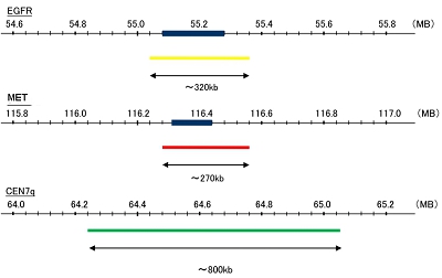 Hybridization position of the probes on the chromosome.