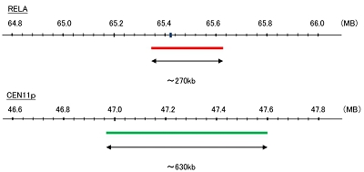 Hybridization position of the probes on the chromosome.