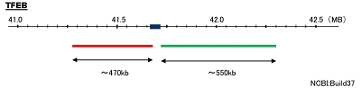 Hybridization position of the probes on the chromosome.