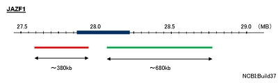 Hybridization position of the probes on the chromosome.