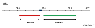 Hybridization position of the probes on the chromosome.