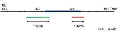 Hybridization position of the probes on the chromosome.