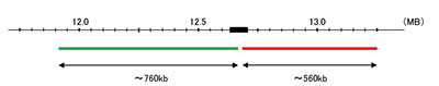 Hybridization position of the probes on the chromosome.