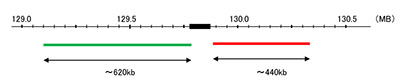 Hybridization position of the probes on the chromosome.