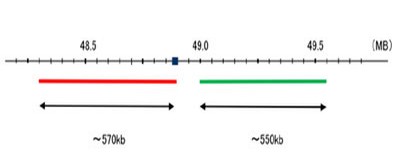 <br>Hybridization position of the probes on the chromosome.