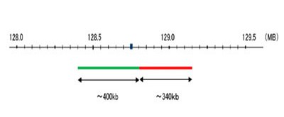 <br>Hybridization position of the probes on the chromosome.