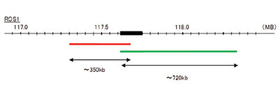 Hybridization position of the probes on the chromosome: