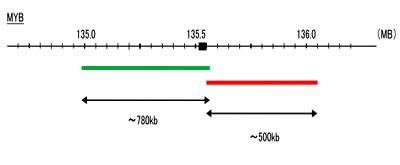 Hybridization position of the probes on the chromosome: