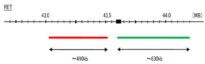 Hybridization position of the probes on the chromosome: