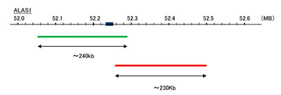 Hybridization position of the probes on the chromosome.