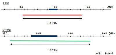 Hybridization position of the probes on the chromosome.