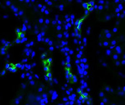 Immunofluorescence