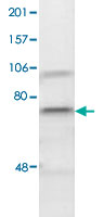 Western Blot (Cell lysate)