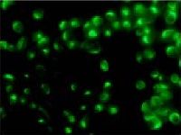 Immunofluorescence<br>