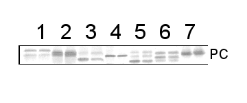 western blot image using anti-plastocyanin antibody