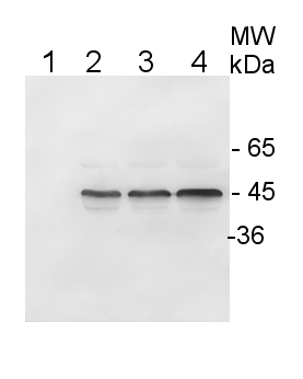 western blot using anti-plant IDH antibodies