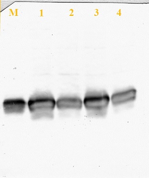 western blot using anti-Fdx antibodies on Chlamydomonas extracts