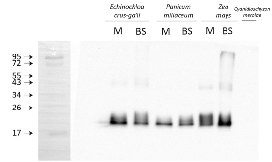 western blot using anti-Lhca1 antibodies