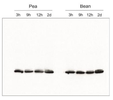 Western blot using anti-Lhcb2 antibodies