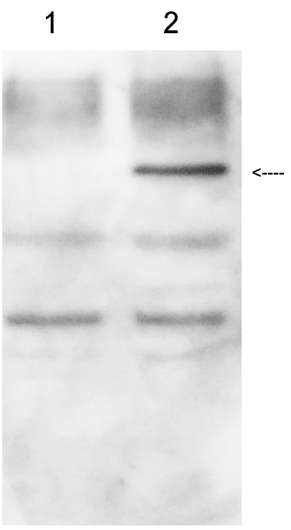 western blot using anti-GUS antibodies