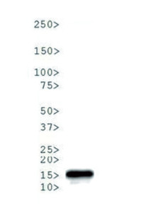 western blot using anti-H3K4me3T6p antibnodies