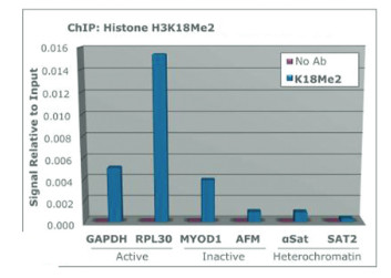 ChIP using anti-H3K18me2 | Histone H3 (dimethyl Lys18) polyclonal antibodies