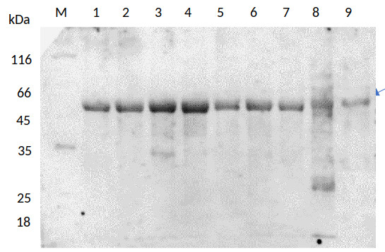 Western blot using monoclonal anti-tubulin alpha chain antibodies