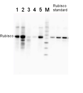 example of Rubisco quantitation