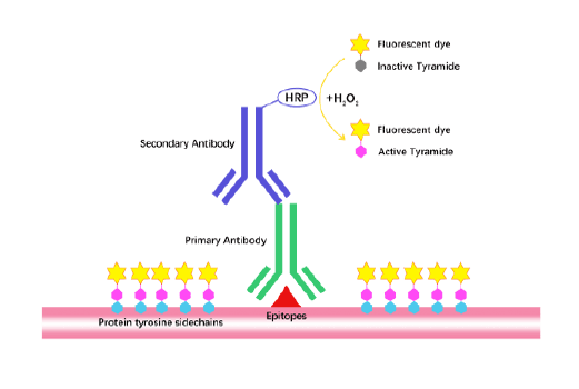 Tyramine Signal Amplification (TSA)