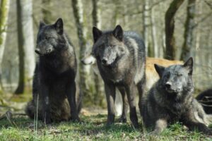 Scientists use hair and claw clippings as non-invasive hormone sampling for wild wolves.