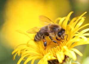 A honey bee investigates a bright yellow flower.