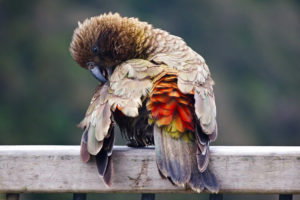 Kea Parrot