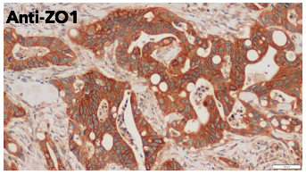 ZO1 antibody